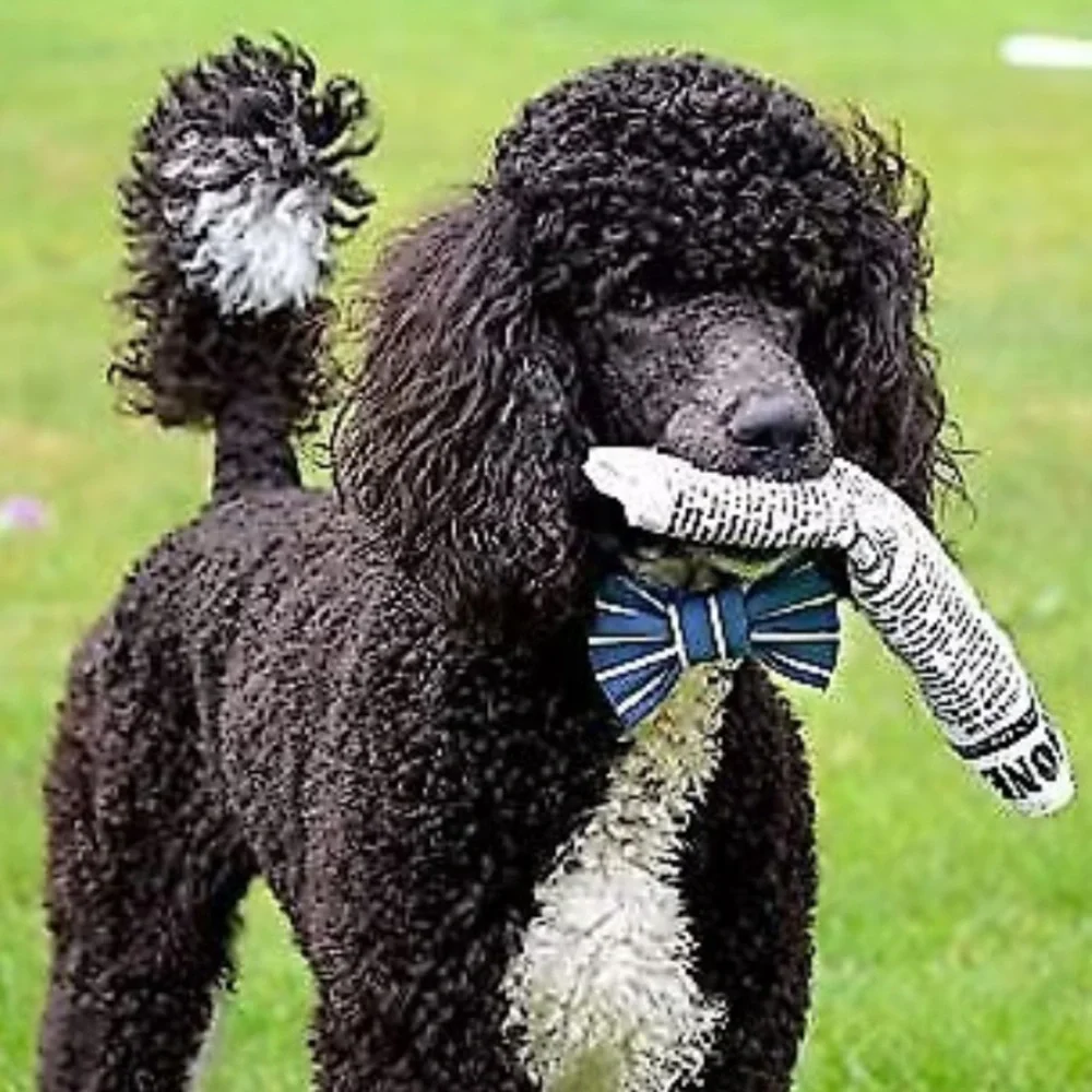 Pet Qwerks Krinkle & Squeak Newspaper Stuffing-Free Plush Dog Toy, 10 in NEW